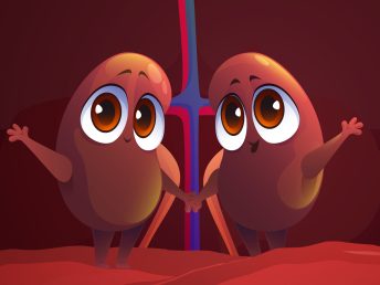 Cute characters of kidneys, human internal organs for dialysis and filter function. Vector cartoon medical illustration of renal system, nephrology part of body anatomy