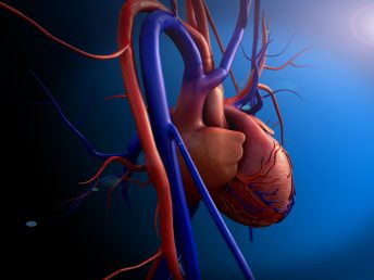 Heart model w/clipping path, Human heart model, Full clipping path included, Human heart for medical study, Human Heart Anatomy